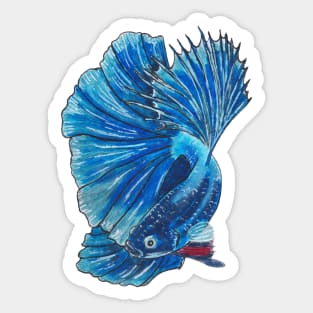 Betta Fish Sticker